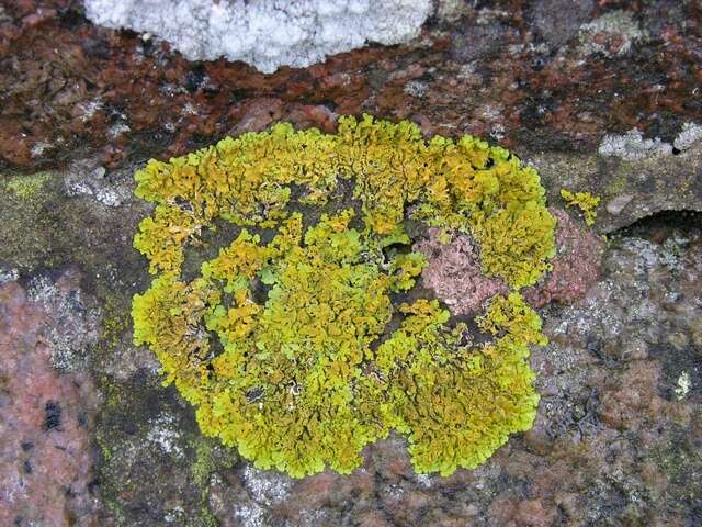 Image of orange wall lichen