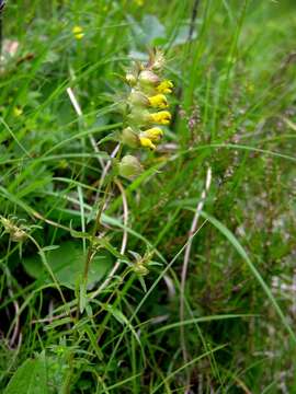 Image of Rhinanthus osiliensis (Ronniger & Saarsoo) Vassilcz.