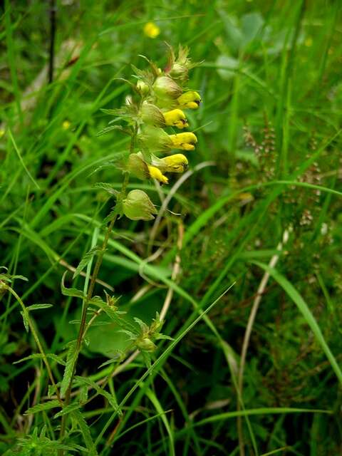 Image of Rhinanthus osiliensis (Ronniger & Saarsoo) Vassilcz.