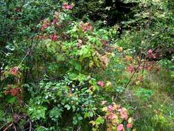Image of Rubus nessensis W. Hall
