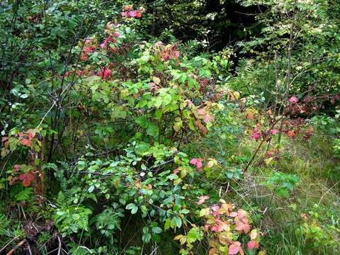 Слика од Rubus nessensis W. Hall