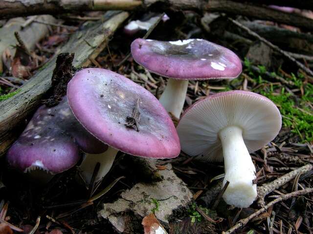 Image of Russula atrorubens Quél. 1898