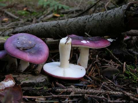 Image of Russula atrorubens Quél. 1898