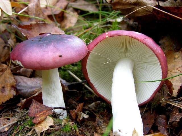 Image of Russula atrorubens Quél. 1898