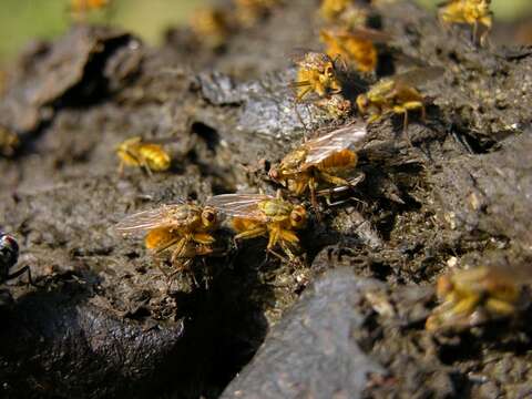 Слика од <i>Scatophaga stercoraria</i>