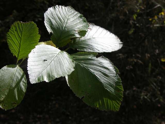 Image of Common Whitebeam and Allies