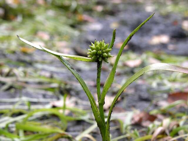 Image of Least Bur-reed