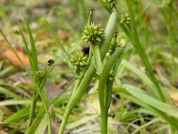 Image of Least Bur-reed