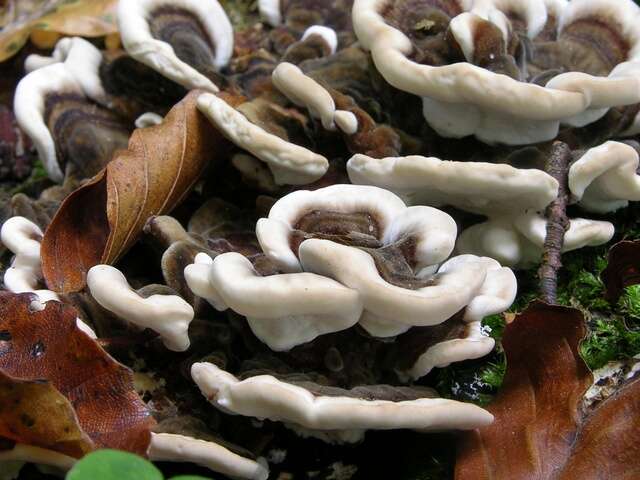 Image of Trametes