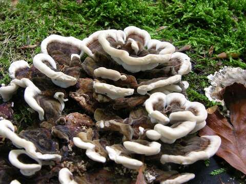 Image of Trametes