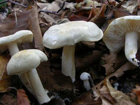 Image of Tricholoma lascivum (Fr.) Gillet 1874