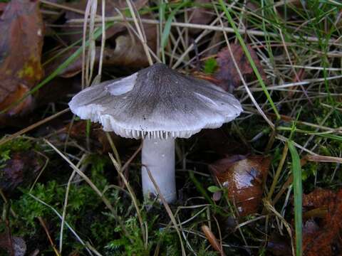 Image of Tricholoma sciodes (Pers.) C. Martín 1919