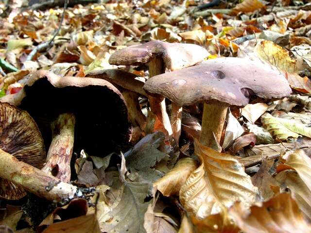 Imagem de Tricholoma ustale (Fr.) P. Kumm. 1871