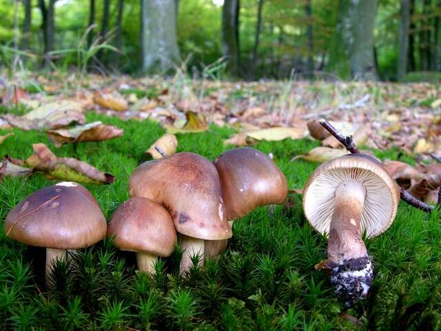 Imagem de Tricholoma ustale (Fr.) P. Kumm. 1871