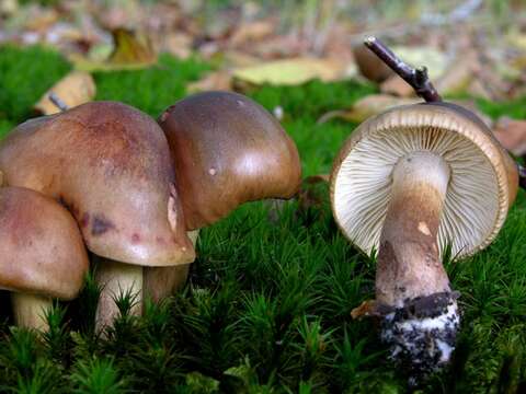 Imagem de Tricholoma ustale (Fr.) P. Kumm. 1871