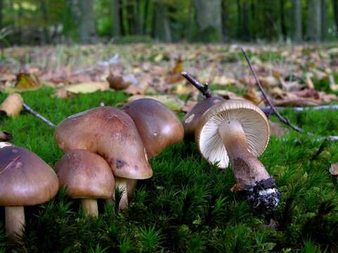 Image of Tricholoma ustale (Fr.) P. Kumm. 1871