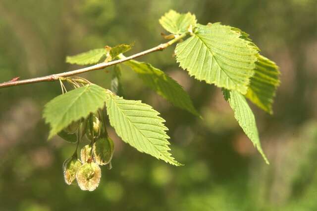 Image of elm family