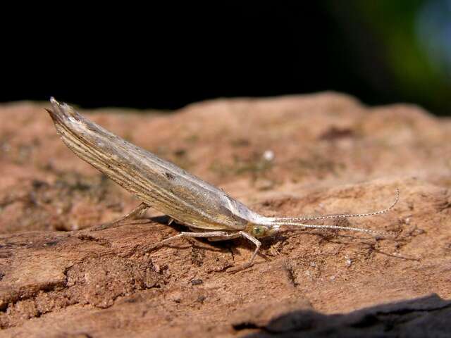 Image of <i>Ypsolopha nemorella</i>