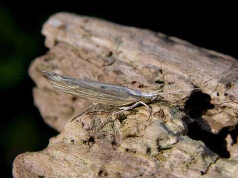 Image of <i>Ypsolopha nemorella</i>