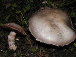 Image of Agaricaceae