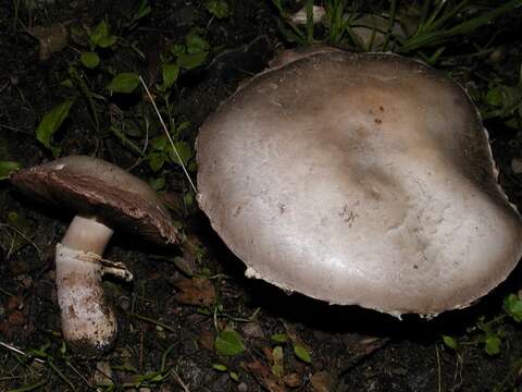 Image of Agaricaceae