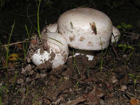 Image of Agaricaceae