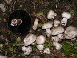 Image of Agarics