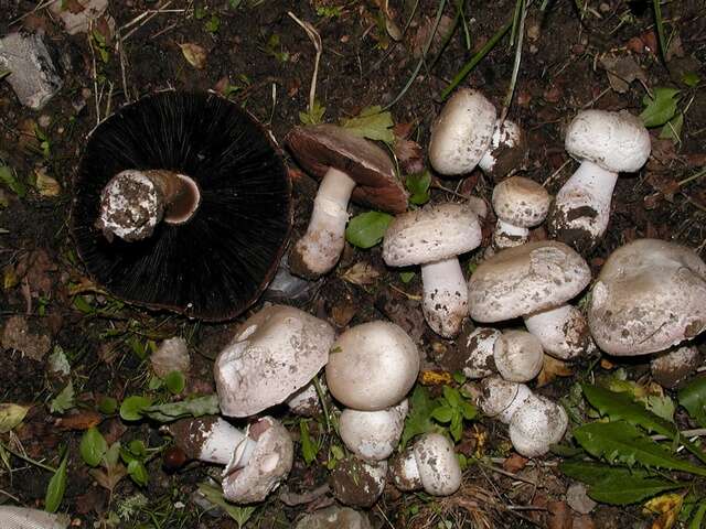 Imagem de Agaricaceae