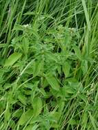 Image of hempnettle