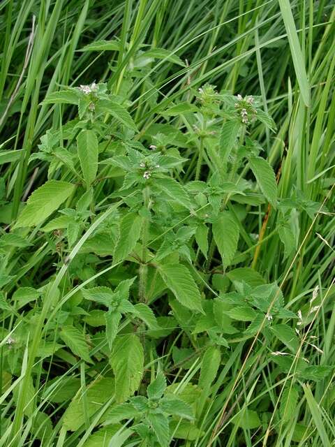 Image of hempnettle