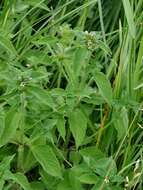 Image of hempnettle