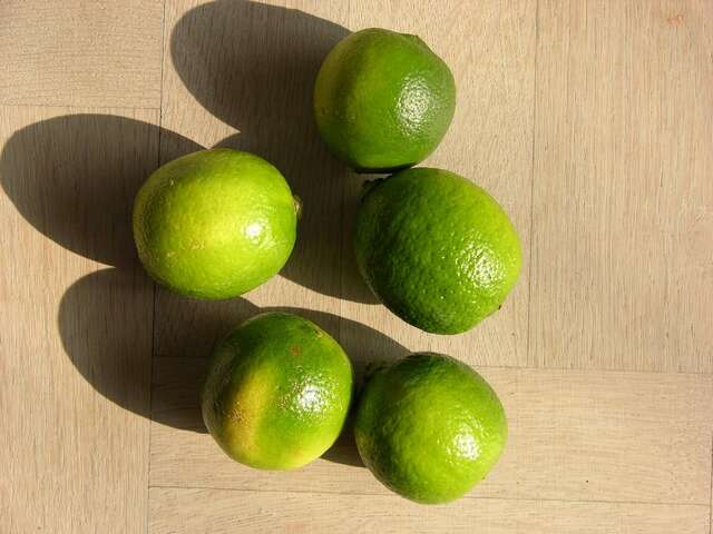 Image of citrus