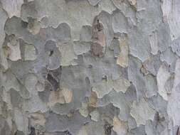 Image of plane tree family