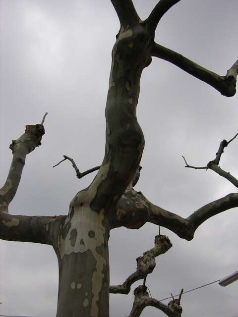 Image of plane tree family