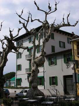 Image of plane tree family