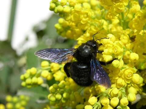 Image of Carpenter Bees