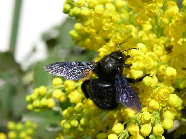 Image de abeille charpentière