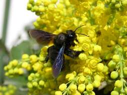 Image de abeille charpentière