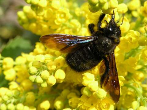 Image of Carpenter Bees