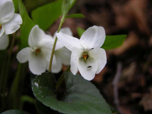 Image of Viola alba subsp. scotophylla (Jordan) Nyman