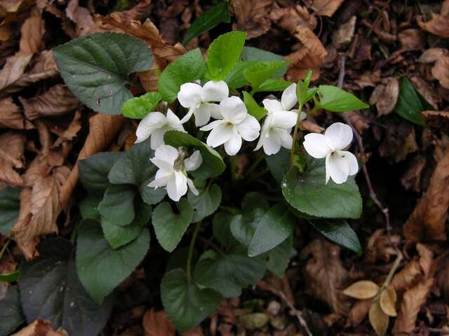 Image of Viola alba subsp. scotophylla (Jordan) Nyman