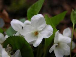 Image of Viola alba subsp. scotophylla (Jordan) Nyman