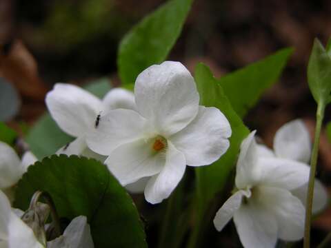 Image of Viola alba subsp. scotophylla (Jordan) Nyman