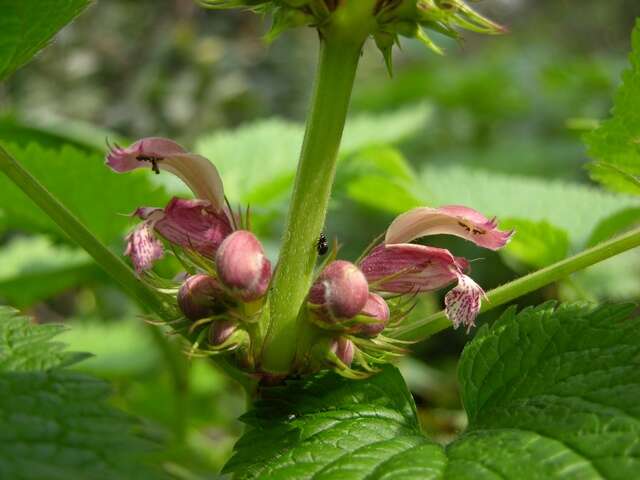 Image of deadnettle