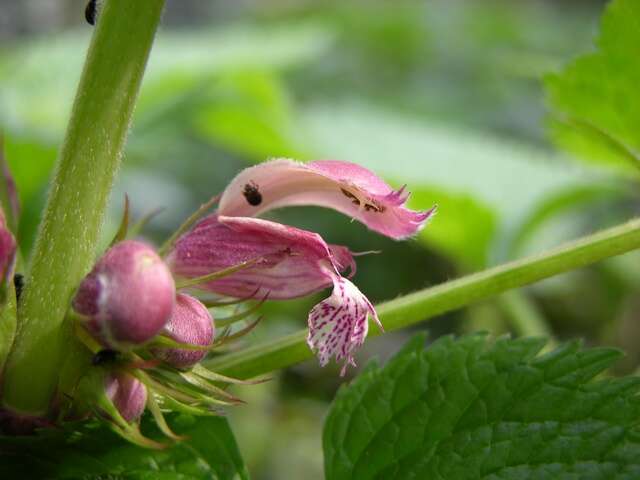 Image of deadnettle