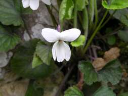 Plancia ëd Viola alba subsp. scotophylla (Jordan) Nyman