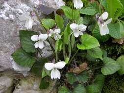 Image of Viola alba subsp. scotophylla (Jordan) Nyman