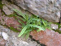 Plancia ëd Asplenium incisum Thunb.