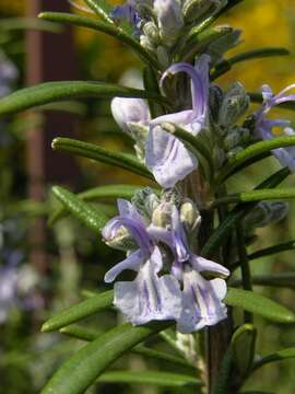 Image of Rosemary