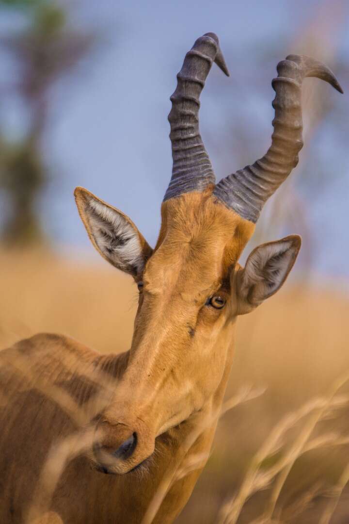 Image of Hartebeest